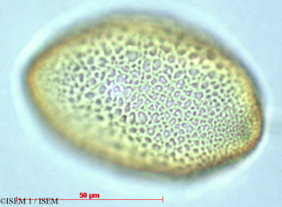 ISEM 1/Bomarea_multiflora_29028/Bomarea_multiflora_29028_0001(copy)_thumb.jpg